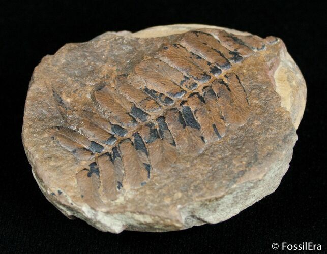 Fern Fossil From Mazon Creek - Million Years Old #3064